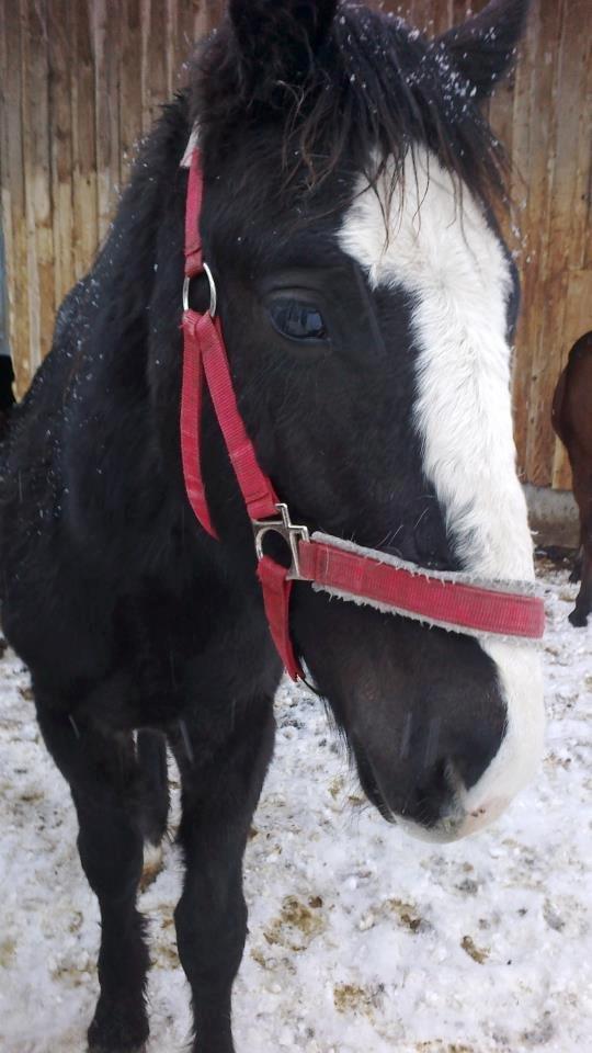 Tinker Jesper billede 20