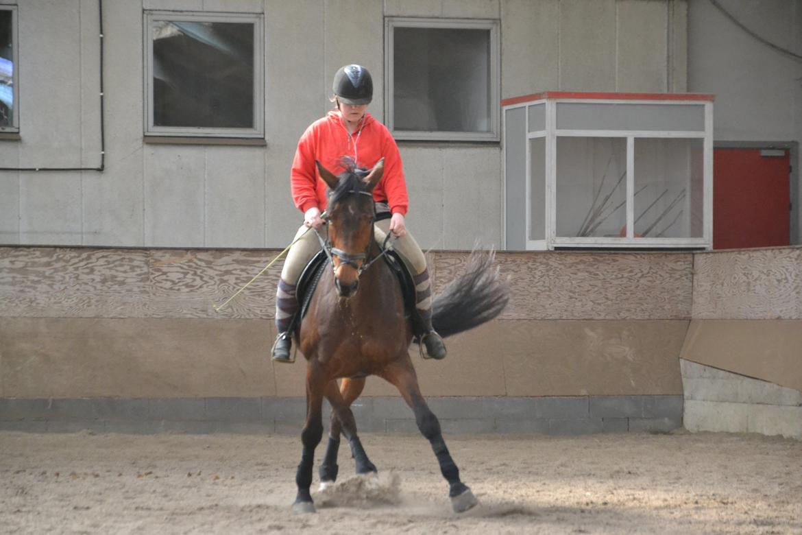 Dansk Varmblod Daniella (Bambi) - Schenkelvining (Y) billede 6