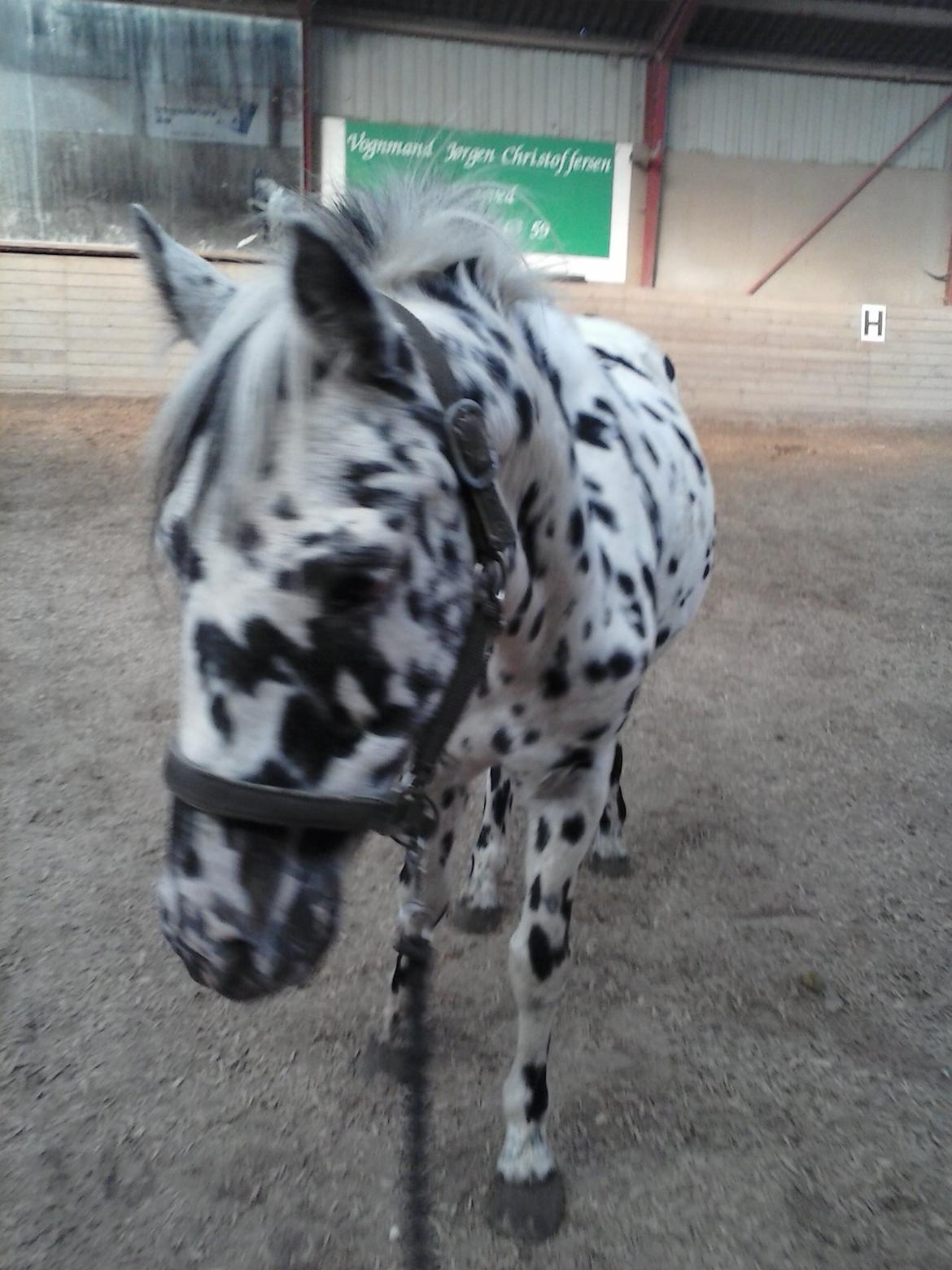 Knabstrupper Pletten (stip) <3 <3  (solgt) billede 3