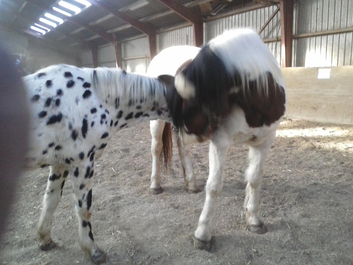 Knabstrupper Pletten (stip) <3 <3  (solgt) - Pletten og dakota hilser<3 billede 6