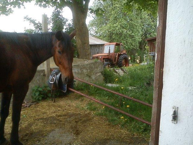 Traver Kenzo - Han har, siden vi fik ham, stået helt selv når vi skulle sadle op. Uanset hvor han stod henne! :)
Vi kan gå hen til ham på marken og strigle ham, og han vil stadig stå stille! <3 billede 15
