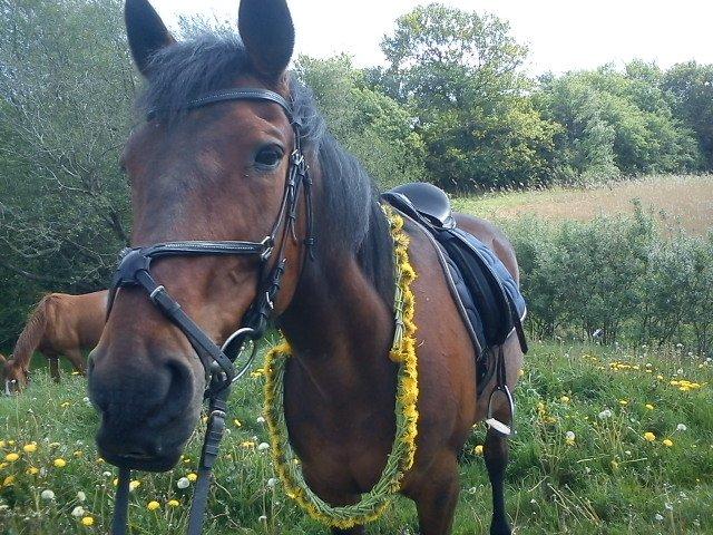 Traver Kenzo billede 16