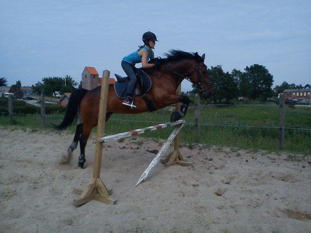 Traver Kenzo - Da vi fik lavet nogle nye spring til ridebanen, begyndte træningen, at gå hurtigt fremad og han kan spinge 125cm med mig på ryggen og 145cm løsspring! <3 billede 17