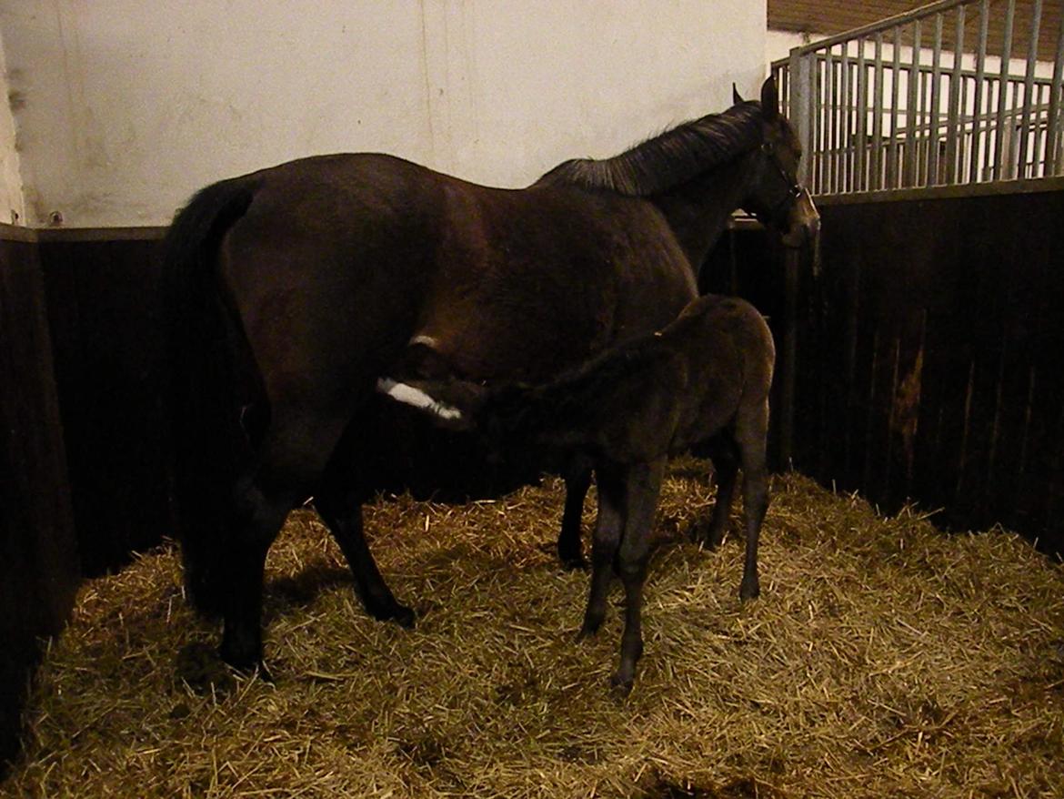 Shagya Araber (SH) Andersine (solgt) billede 1