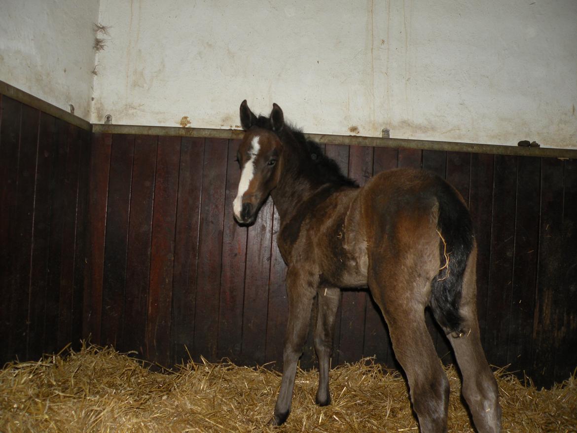 Shagya Araber (SH) Andersine (solgt) billede 2