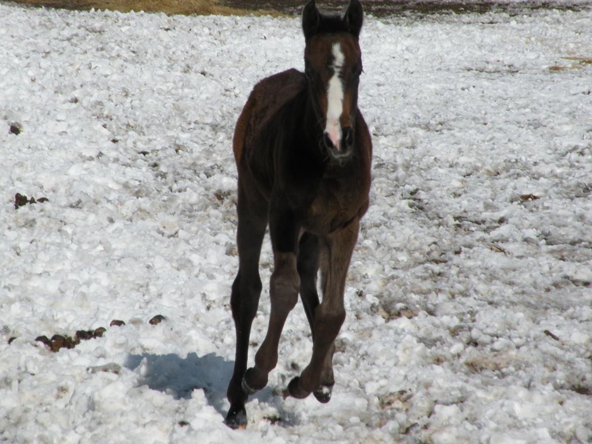 Shagya Araber (SH) Andersine (solgt) billede 3