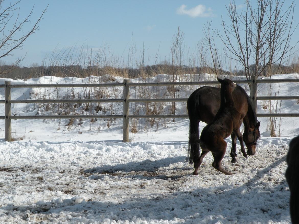 Shagya Araber (SH) Andersine (solgt) billede 4