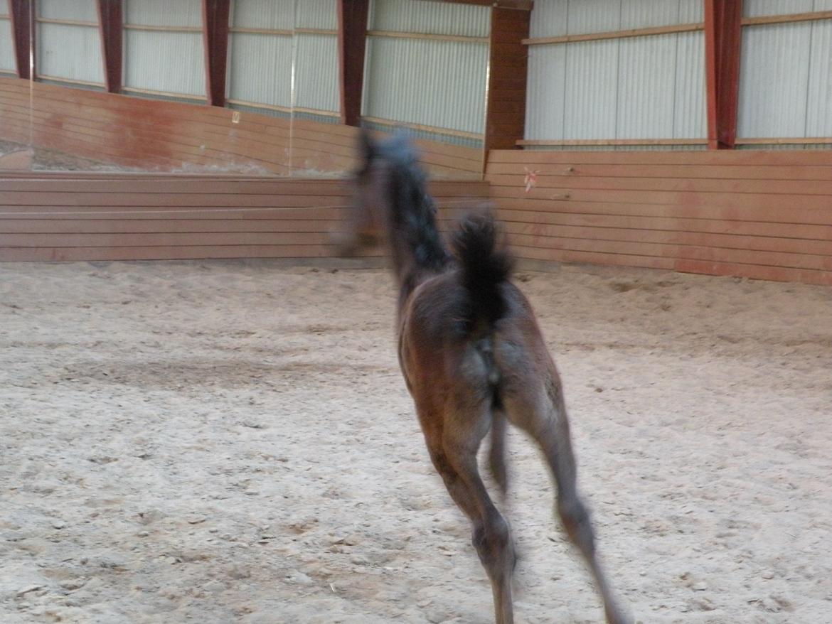 Shagya Araber (SH) Andersine (solgt) billede 5