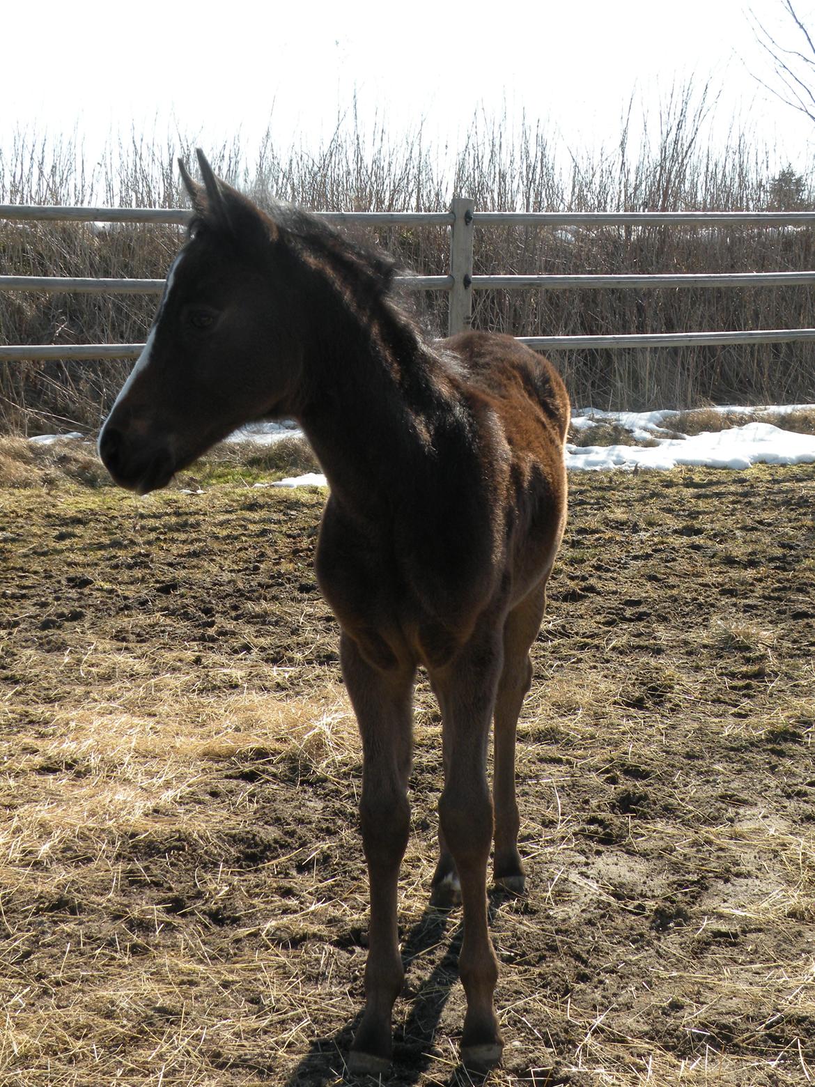 Shagya Araber (SH) Andersine (solgt) billede 6