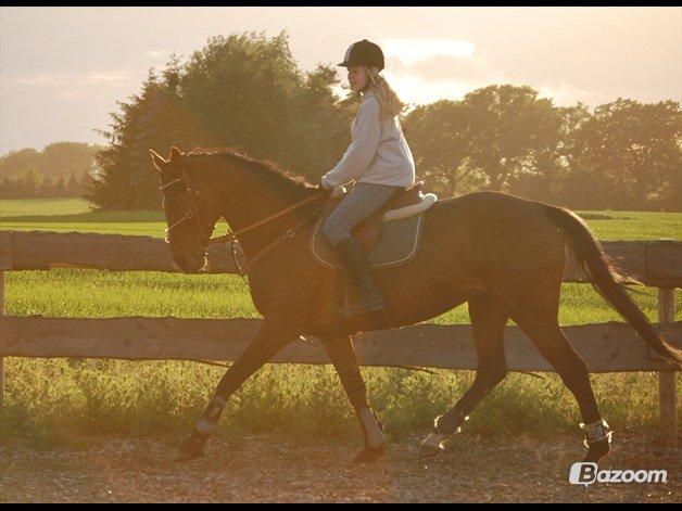 Dansk Varmblod Federica Lightfood billede 4