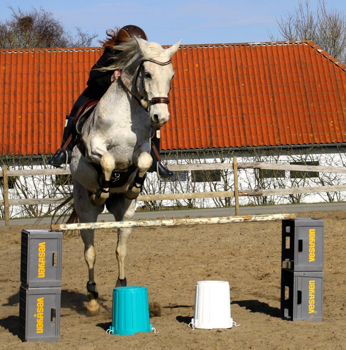 Shagya Araber (SH) Sv's O'balina Lightwood<3 billede 18