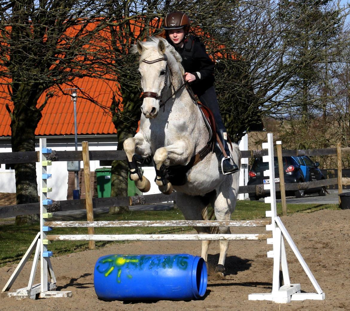 Shagya Araber (SH) Sv's O'balina Lightwood<3 billede 4