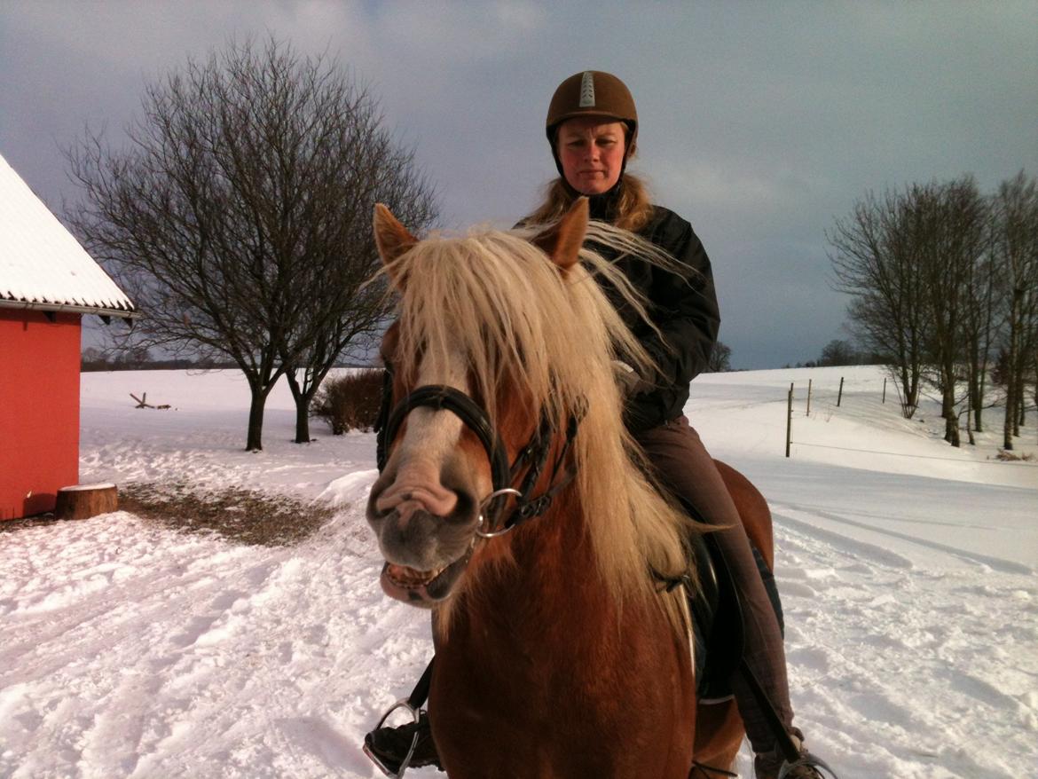 Haflinger Alladin - Vinter 2012/2013 billede 20