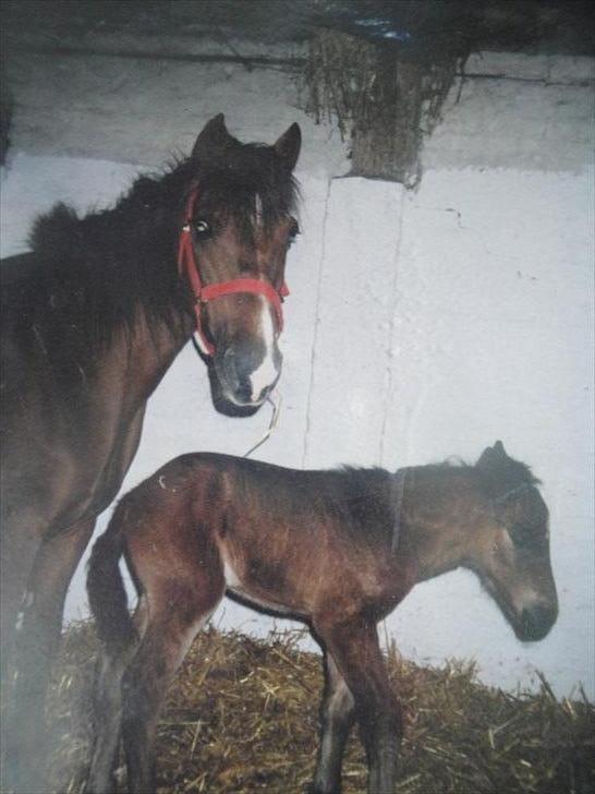 New Forest Ida´s Moonlight *Monty* - følle pølle billede 5