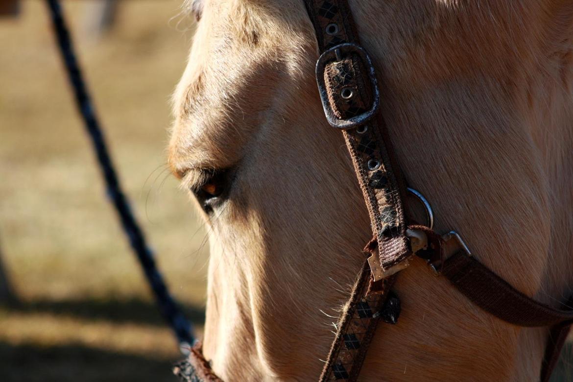 Fjordhest Fjolle [tidl. redet] billede 8