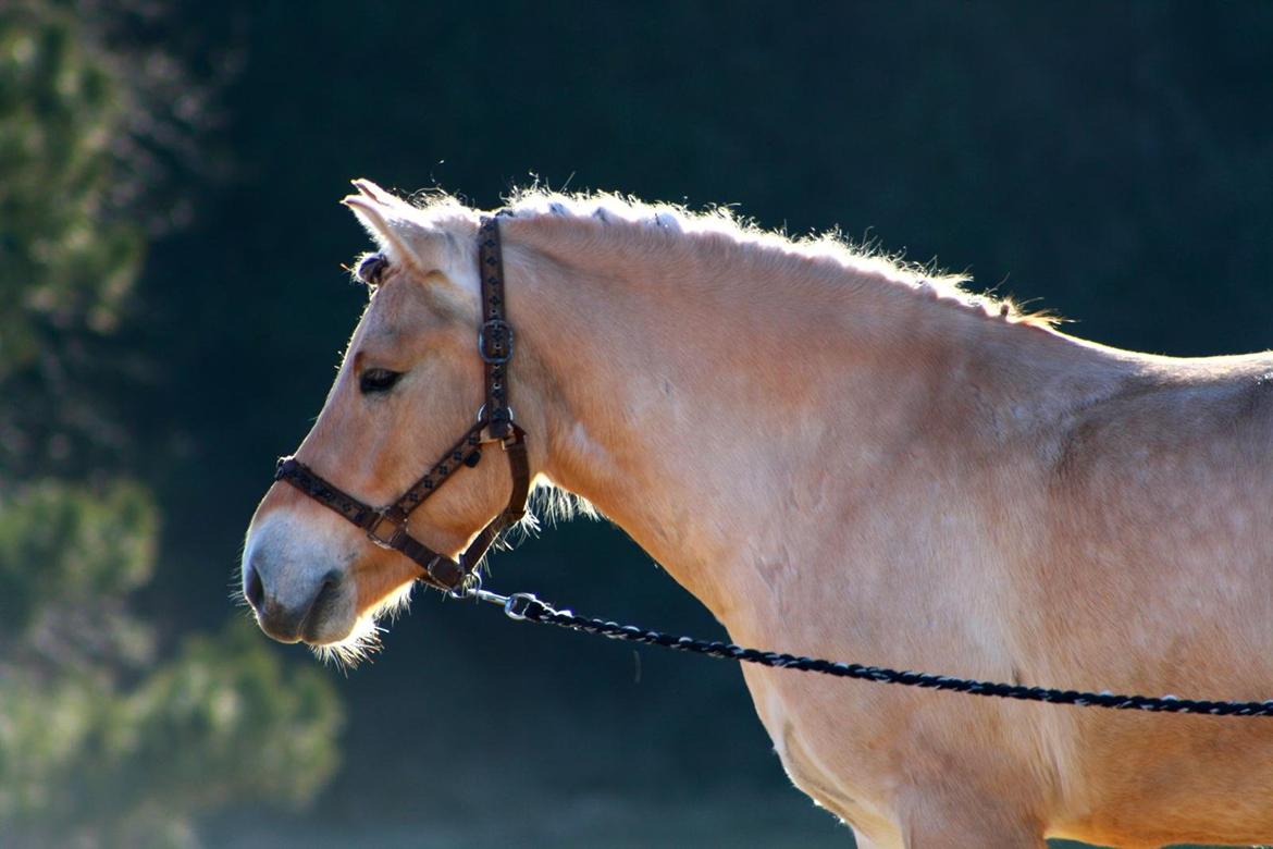 Fjordhest Fjolle [tidl. redet] billede 10