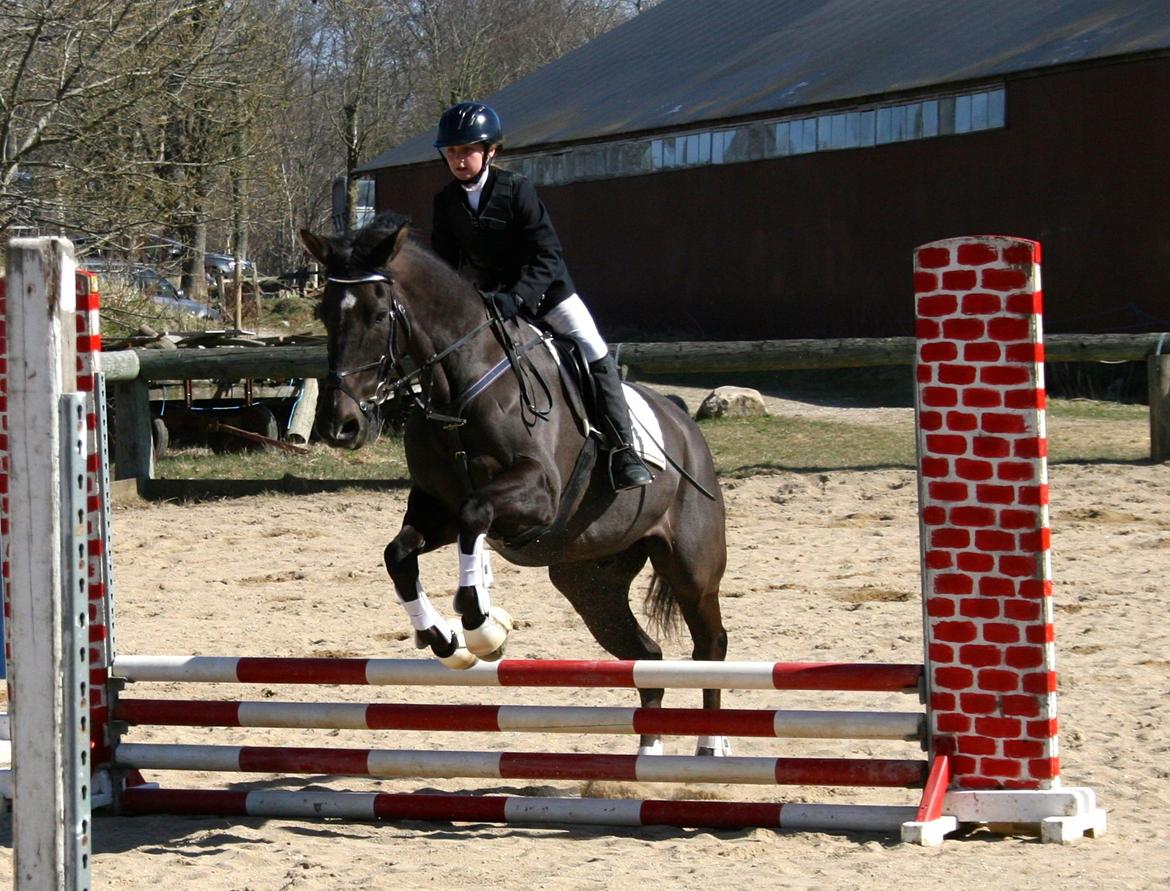 Dansk Varmblod Lagua Mirim - Nej hvor e han bare skøn<3 billede 4