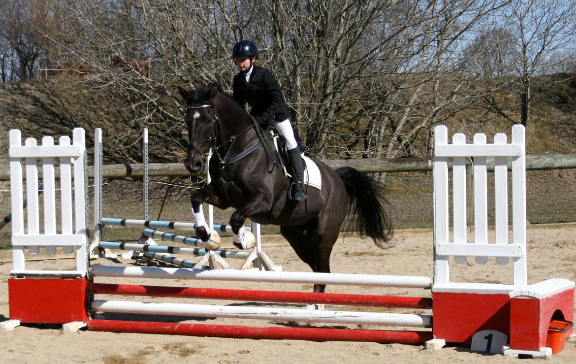 Dansk Varmblod Lagua Mirim - :-) billede 5