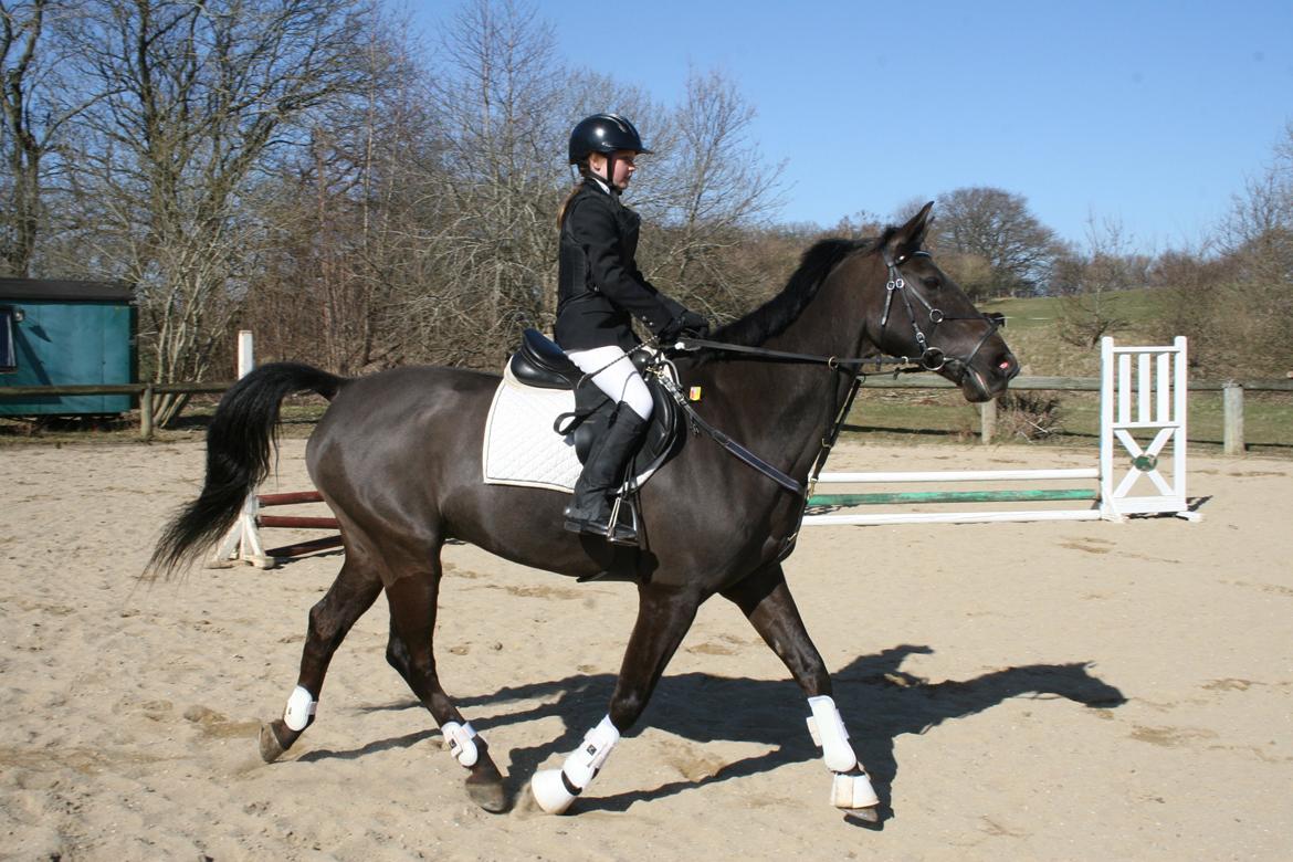 Dansk Varmblod Lagua Mirim - Han er så sød og ride på billede 6