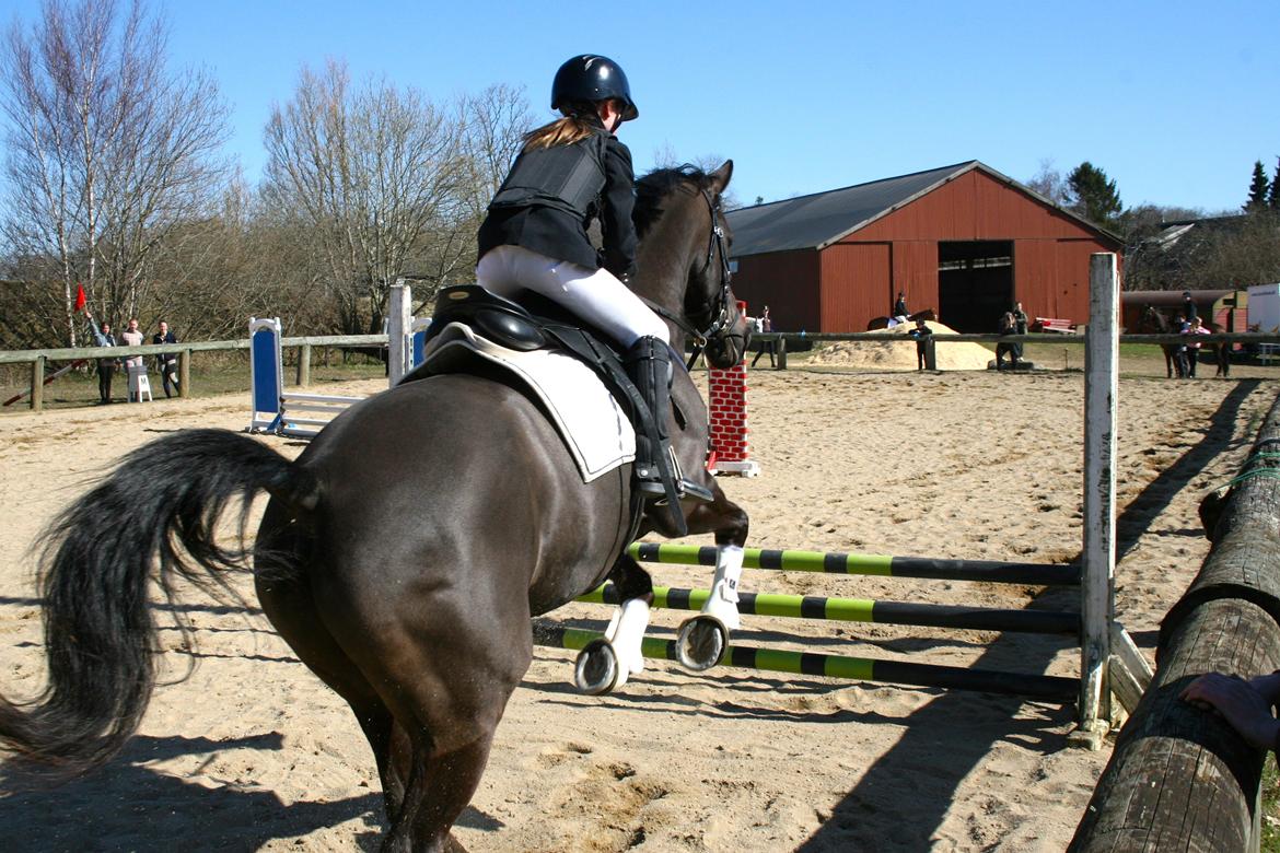 Dansk Varmblod Lagua Mirim - WOW en skøn Herre billede 7