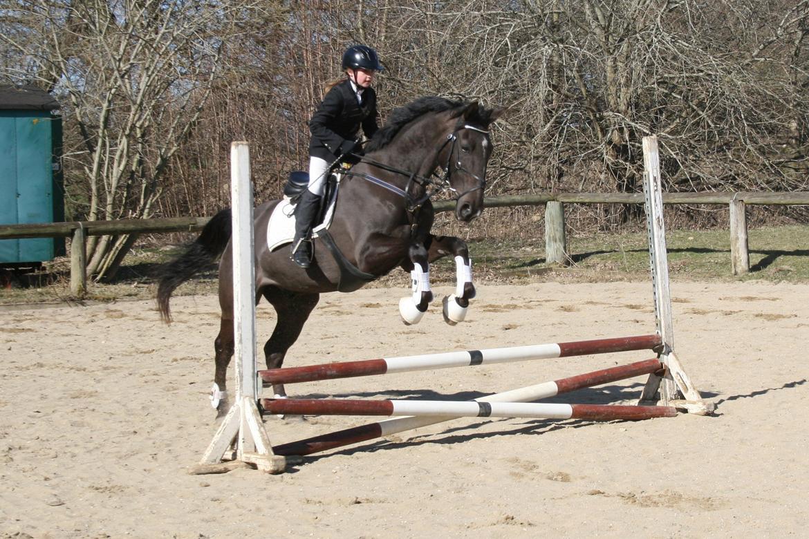 Dansk Varmblod Lagua Mirim - <3 billede 8