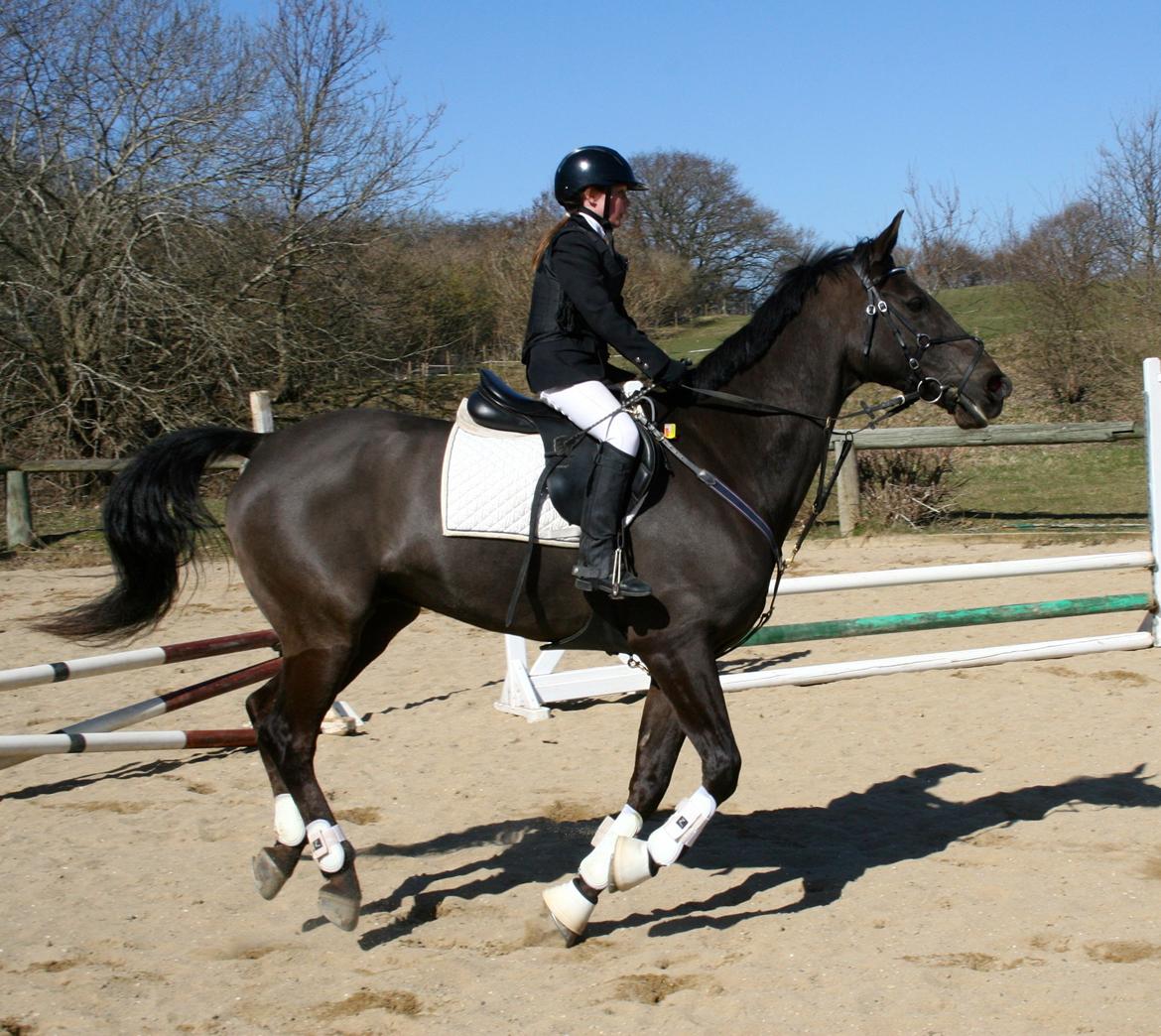 Dansk Varmblod Lagua Mirim - NIIICE billede 9