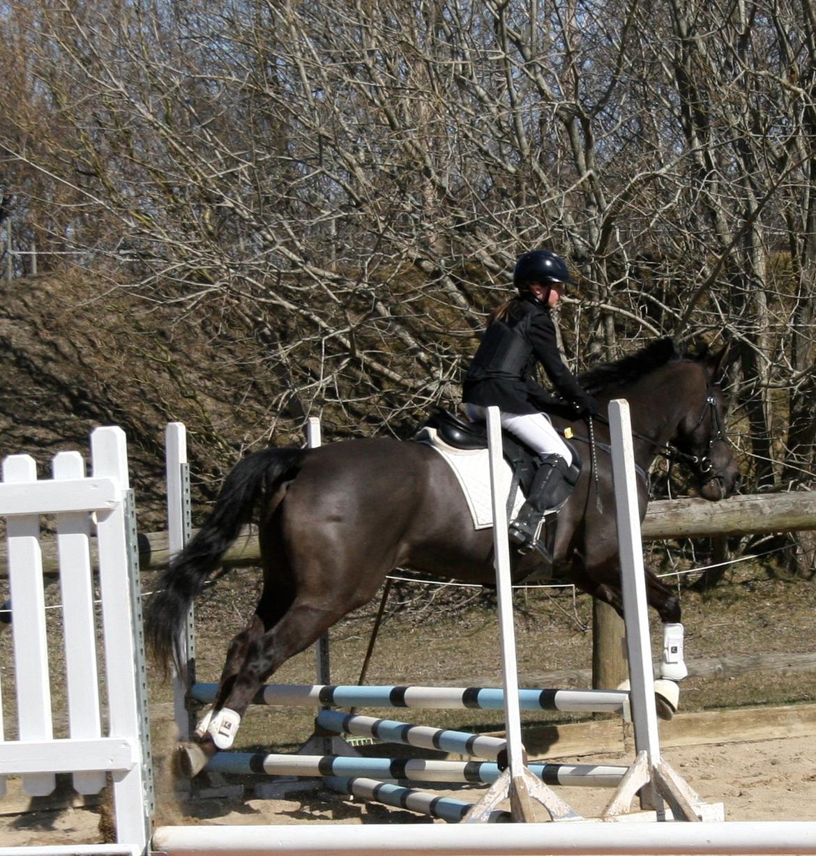 Dansk Varmblod Lagua Mirim - Hi Hi Det ligner lidt han flyver ind over springet<3 billede 2