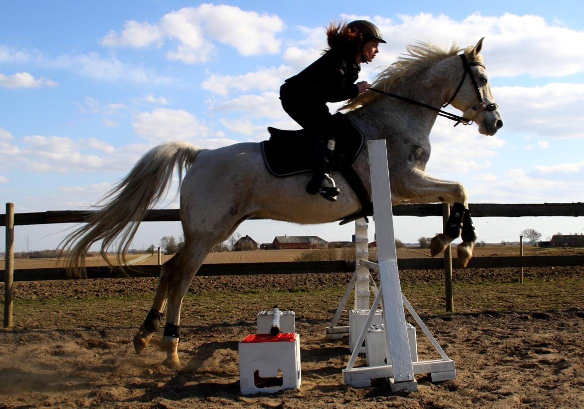 Shagya Araber (SH) Sv's O'balina Lightwood<3 billede 13