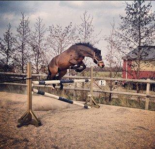 New Forest Ida´s Moonlight *Monty* - hopsa billede 16