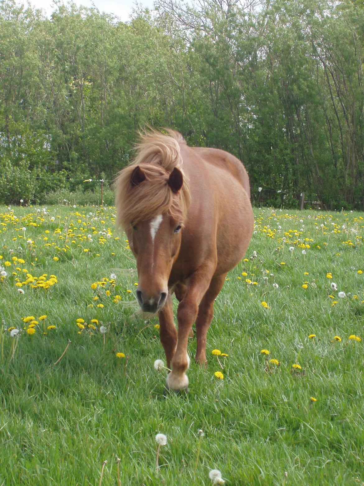 Islænder Ósk fra Bjerregaard [HIMMELHEST] - Ósk på fold - håber du hygger dig på de evige græsmarker <3 billede 10