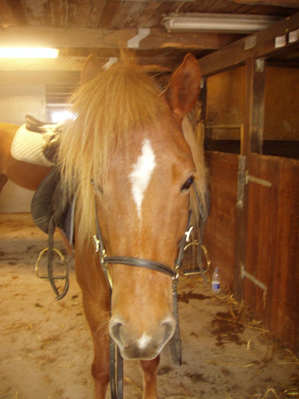 Islænder Ósk fra Bjerregaard [HIMMELHEST] - Min smukke prinsesse - klar til tur <3 billede 11
