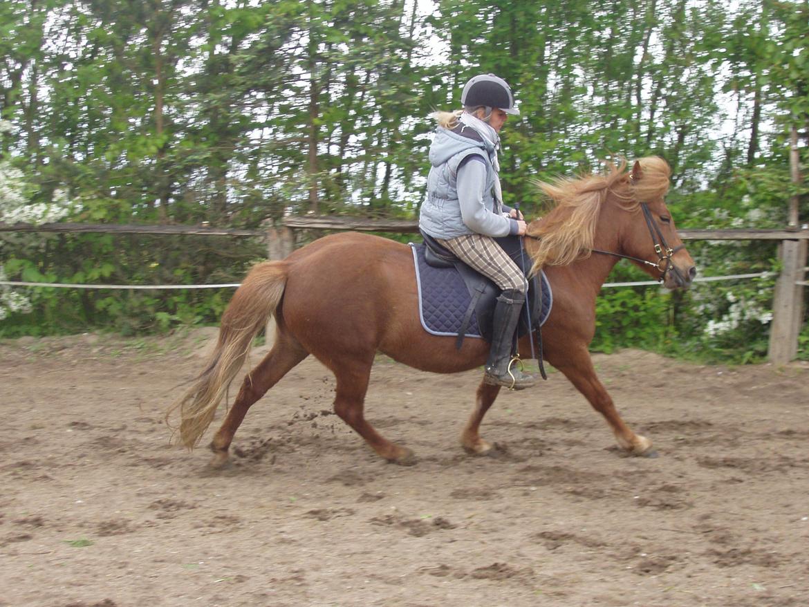 Islænder Ósk fra Bjerregaard [HIMMELHEST] - <3 billede 13
