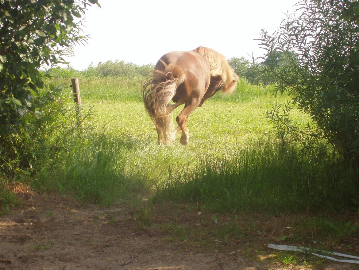 Islænder Ósk fra Bjerregaard [HIMMELHEST] - Når enden er god, er alting godt - vi ses forhåbentlig igen min guldklump <3 billede 20