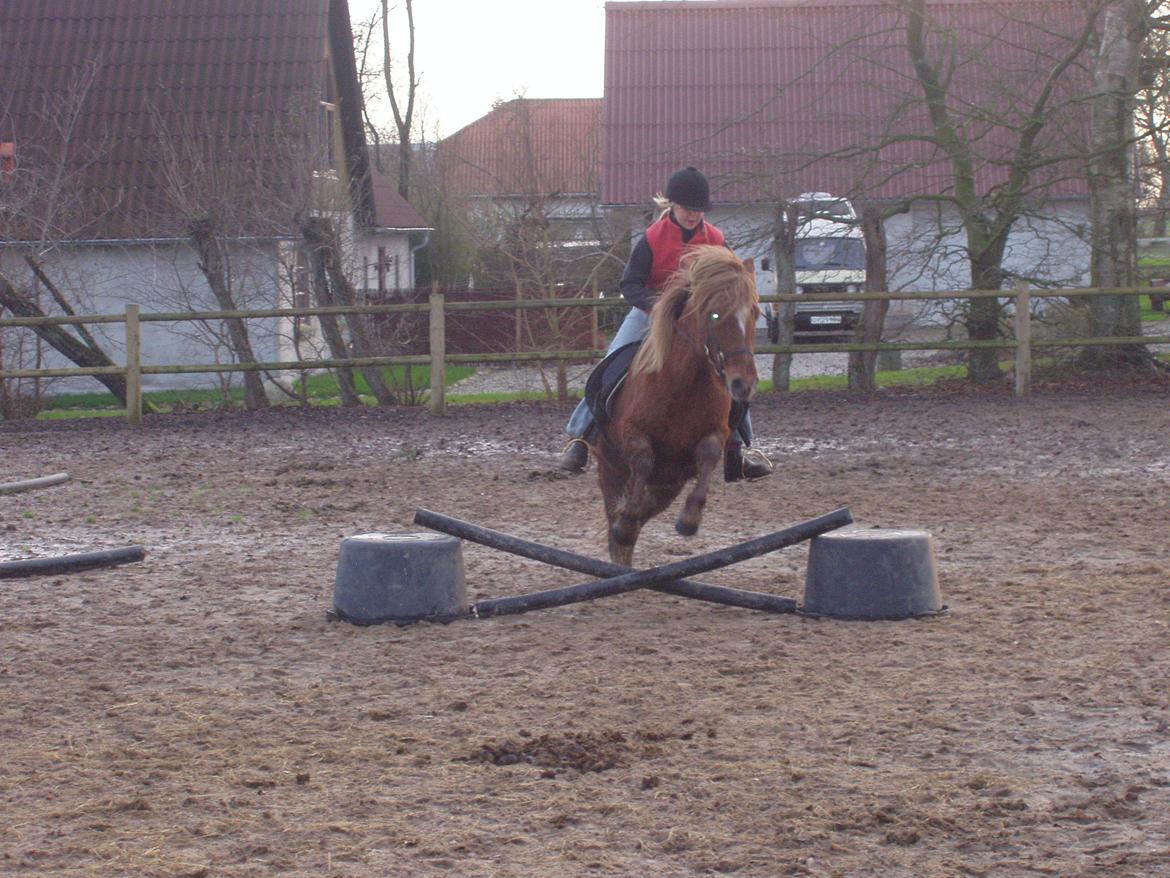 Islænder Ósk fra Bjerregaard [HIMMELHEST] - Et lille hop billede 14