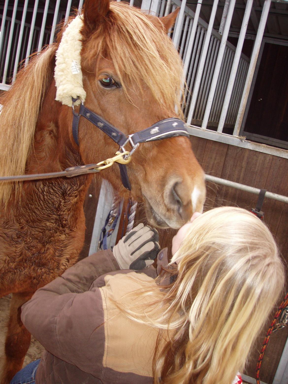 Islænder Ósk fra Bjerregaard [HIMMELHEST] - Kys <3 billede 15