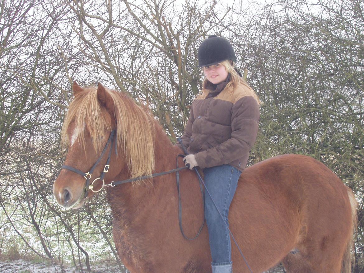 Islænder Ósk fra Bjerregaard [HIMMELHEST] - Den første vinter jeg havde hende <3 billede 4