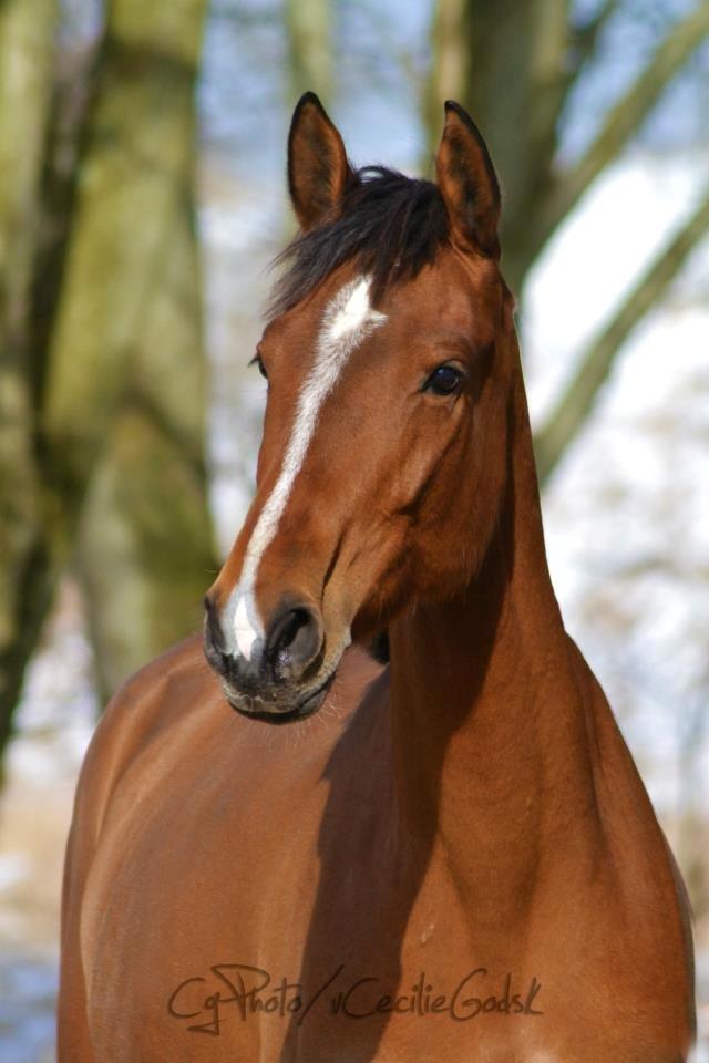 Anden særlig race Claudemirs Lacosta *Skadet* - Min stjernehest <3 billede 4