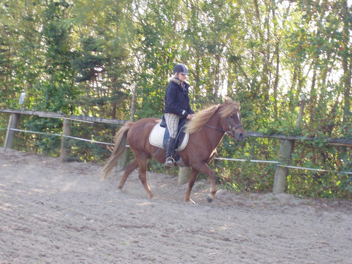 Islænder Ósk fra Bjerregaard [HIMMELHEST] - Vi tøffer bare lidt! billede 17