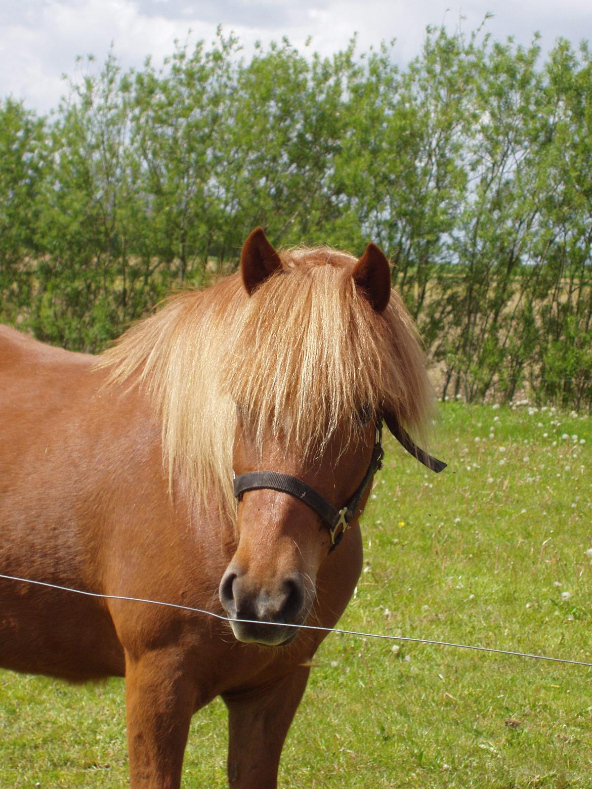 Islænder Ósk fra Bjerregaard [HIMMELHEST] - Min guldklump, min øjesten, mit hjertebarn <3 billede 18