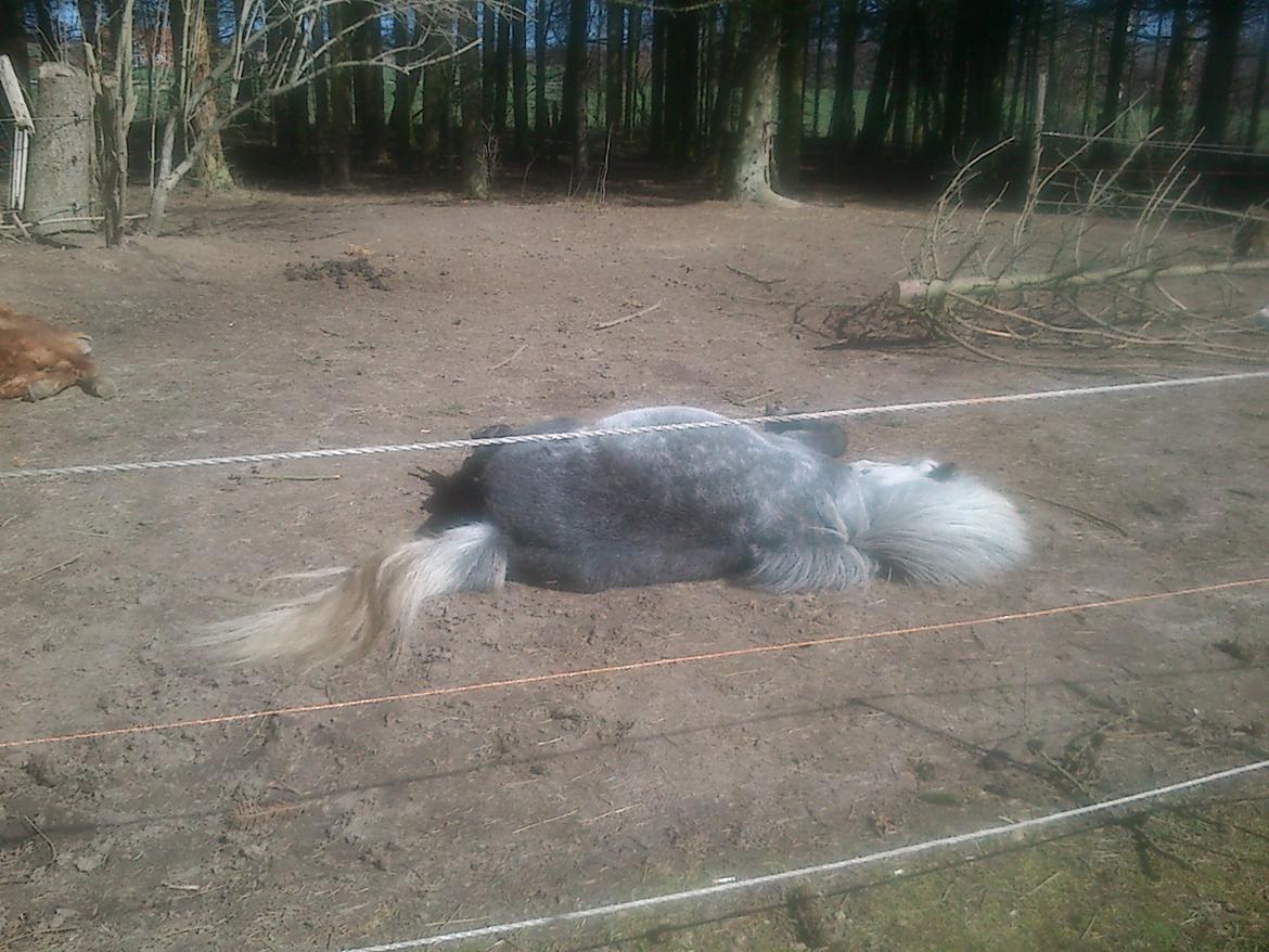 Anden særlig race rocky R.I.P - 2013 5 år billede 13