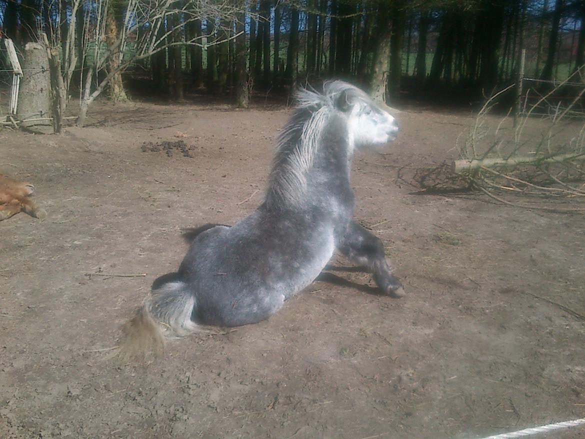 Anden særlig race rocky R.I.P - 2013 5 år billede 14