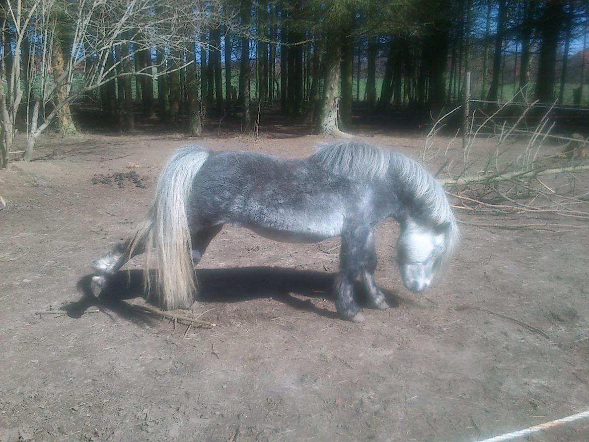 Anden særlig race rocky R.I.P - 2013 5 år billede 15
