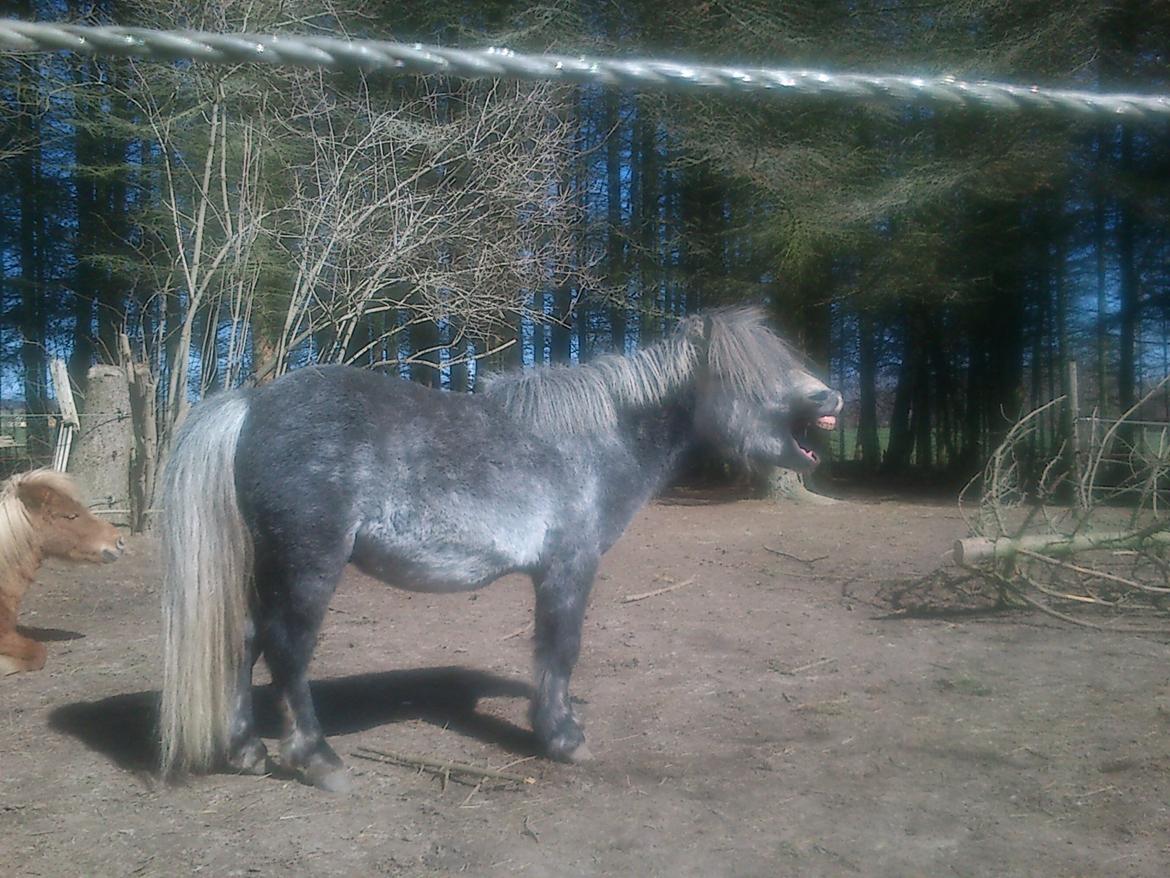 Anden særlig race rocky R.I.P - 2013 5 år billede 16