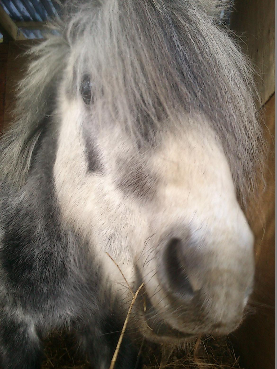 Anden særlig race rocky R.I.P - 2013 5 år billede 12