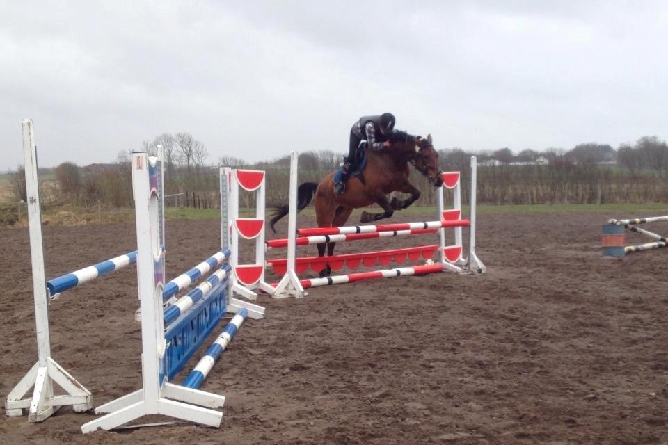 Anden særlig race Lucky billede 2