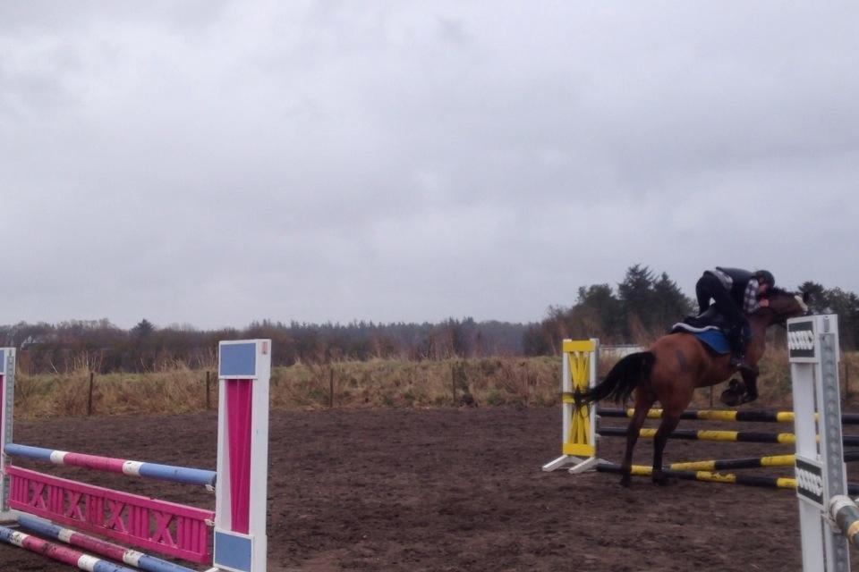 Anden særlig race Lucky billede 3