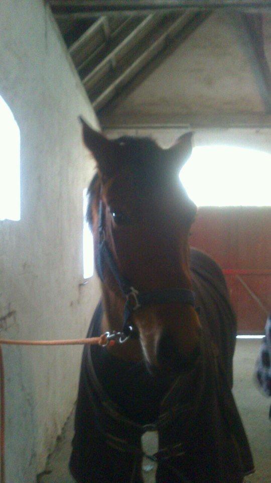 Anden særlig race Lucky billede 5