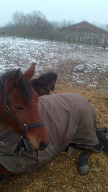 Anden særlig race Lucky billede 6