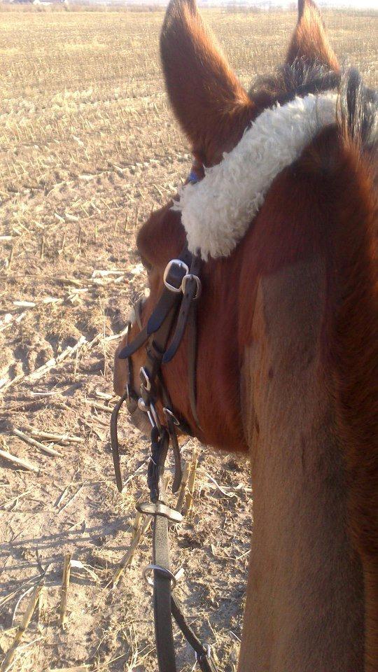 Anden særlig race Lucky billede 7