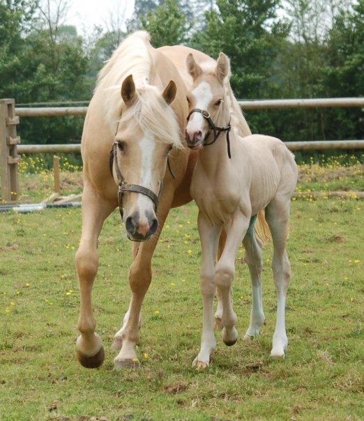 DSP Legend Moon Princess billede 2